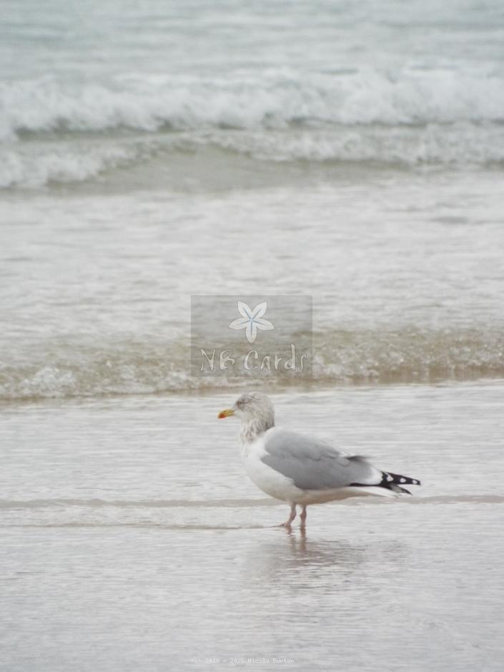 Seagull