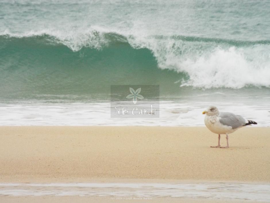 Seagull