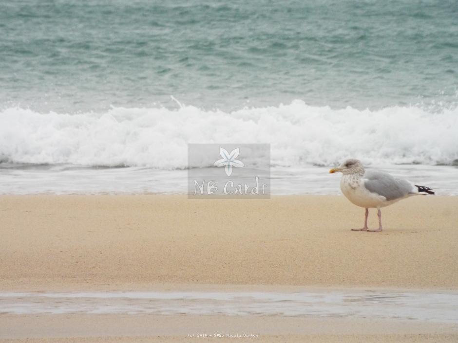 Seagull