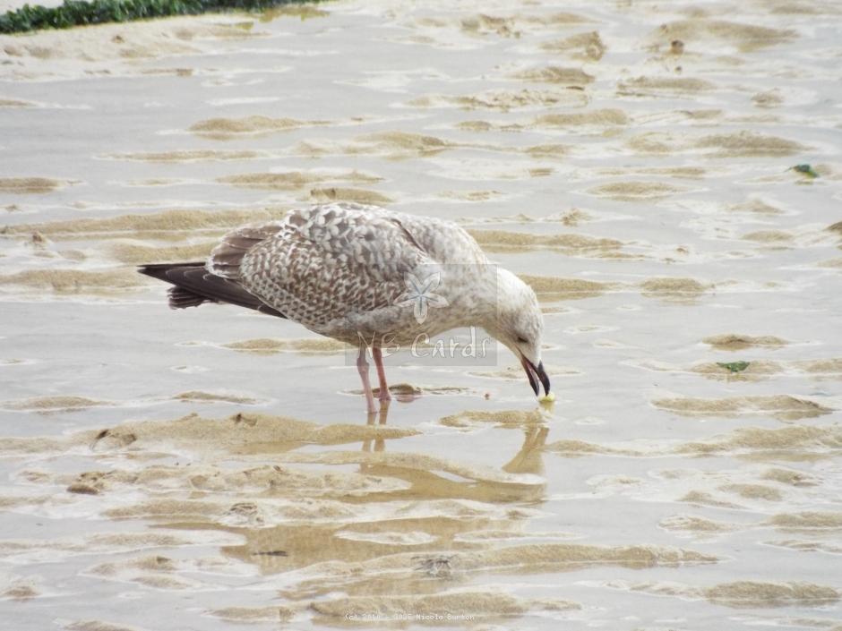 Seagull