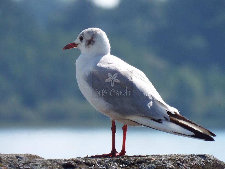 Seagull