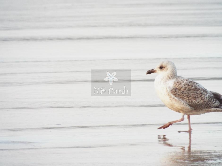 Seagull