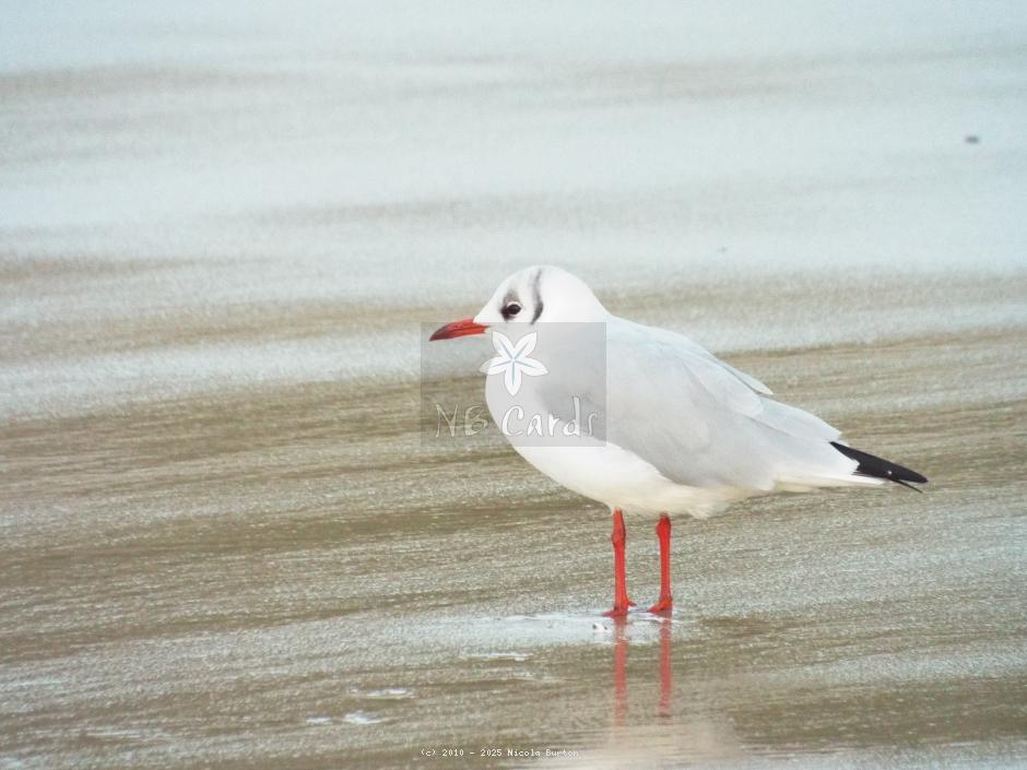 Seagull
