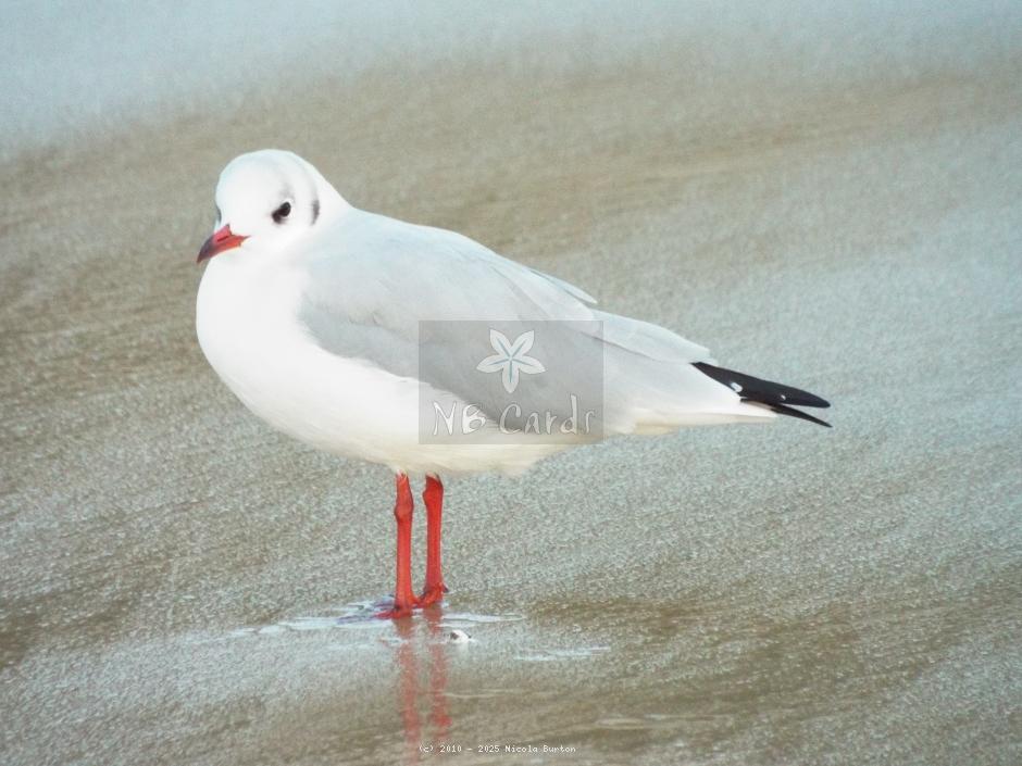 Seagull