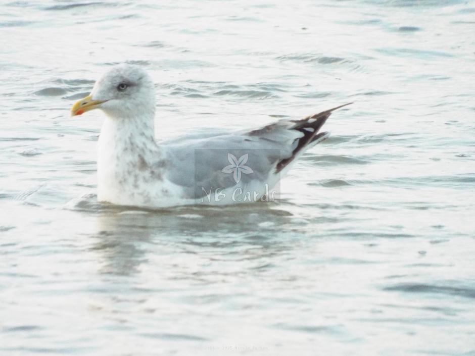 Seagull