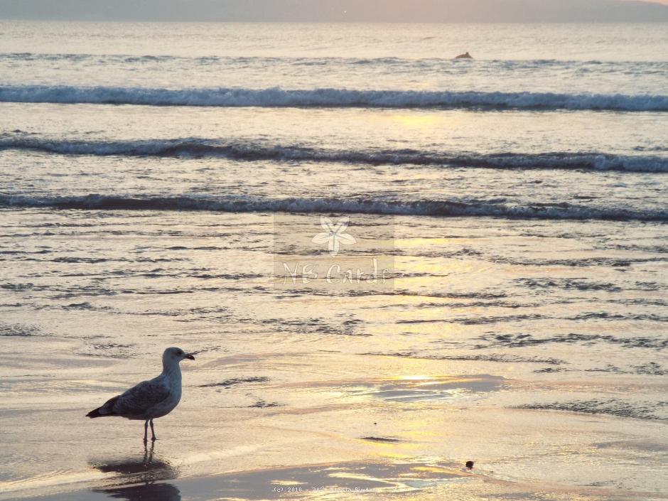 Seagull