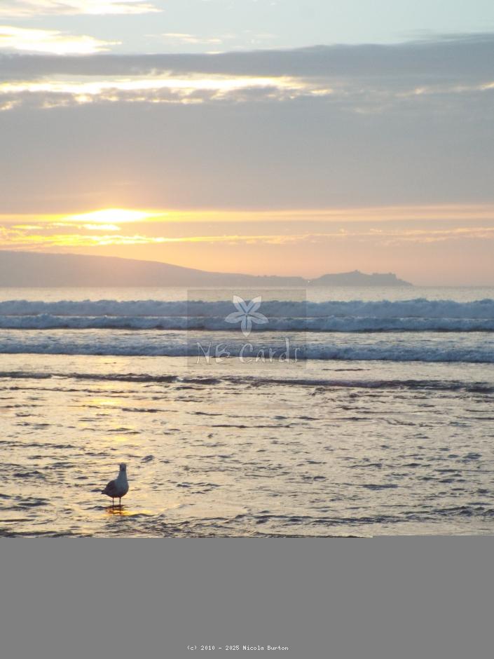 Seagull