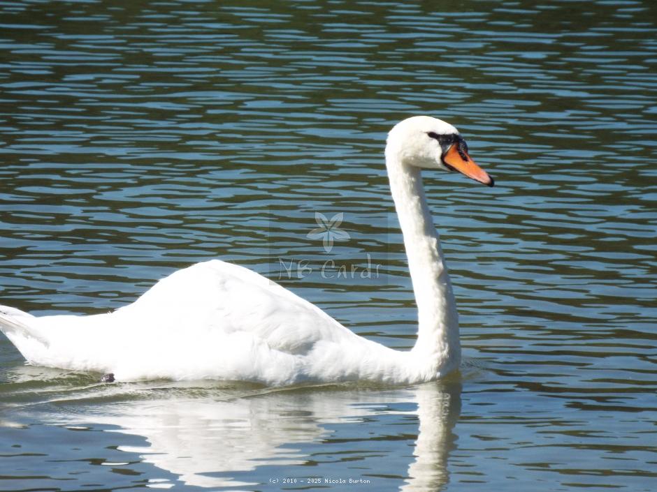 Swan