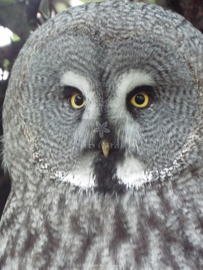 Tawney owl