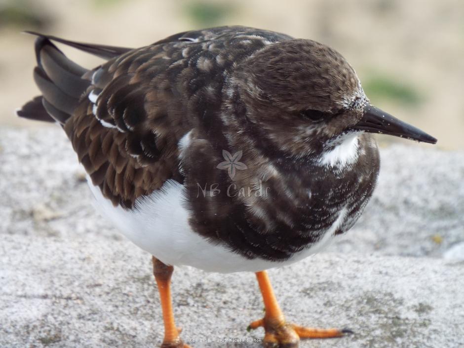 Turnstones