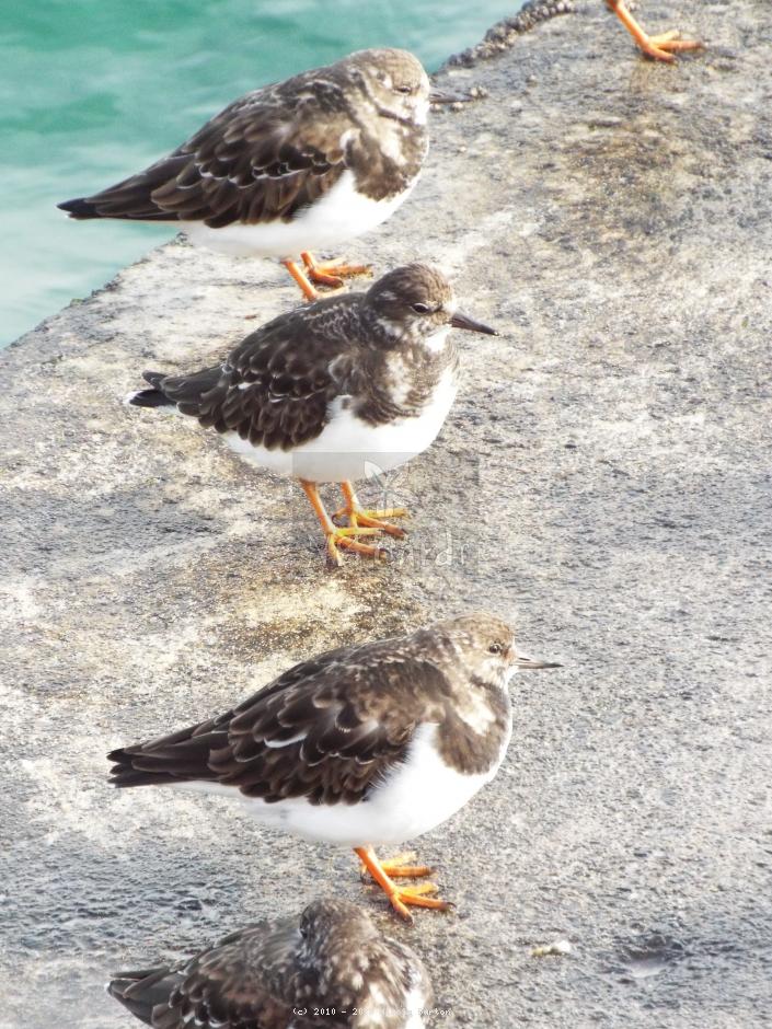 Turnstones