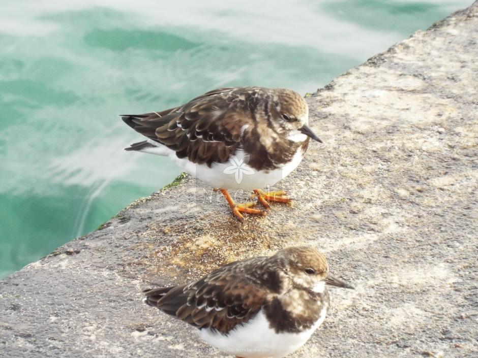 Turnstones