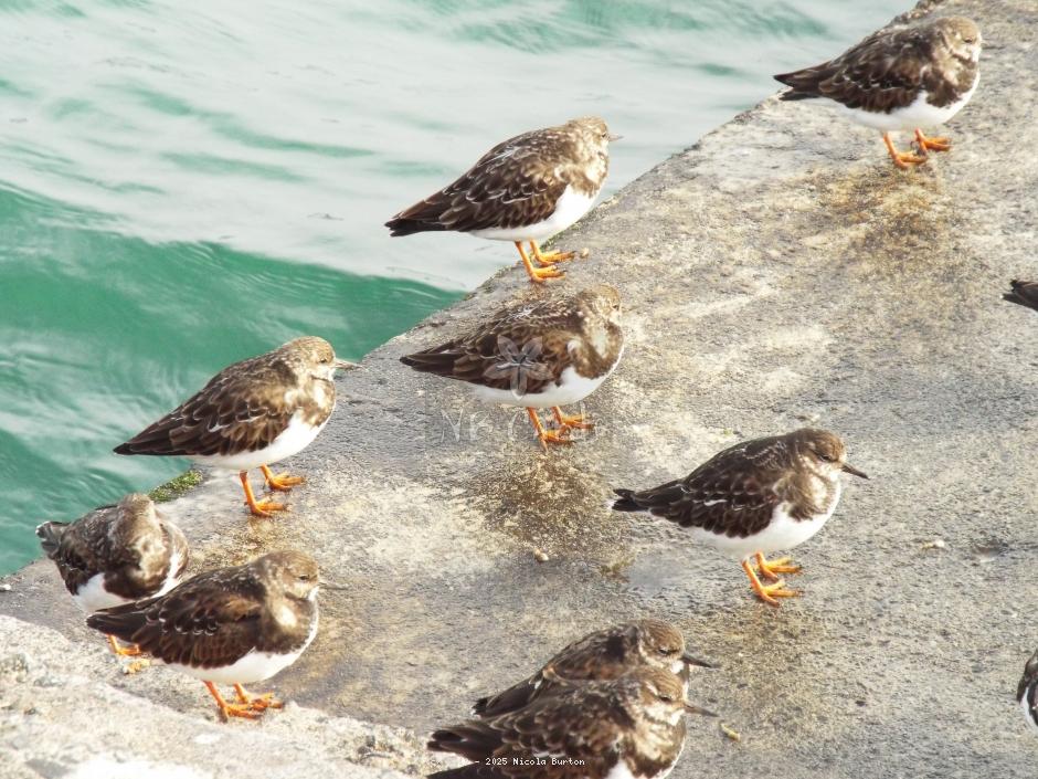 Turnstones