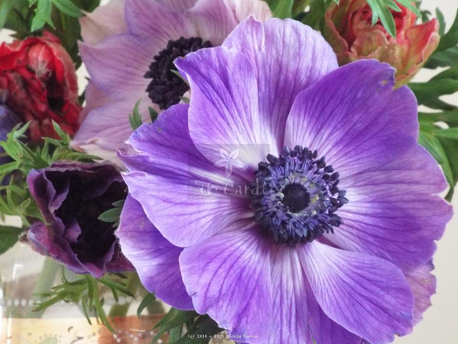Anemone
