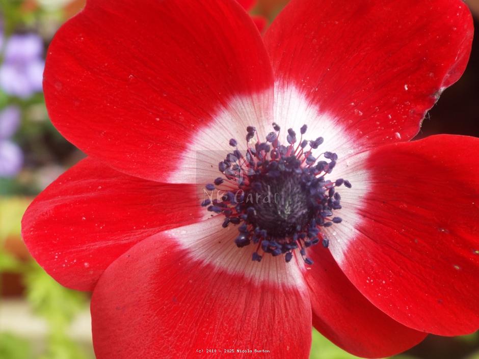 Anemone