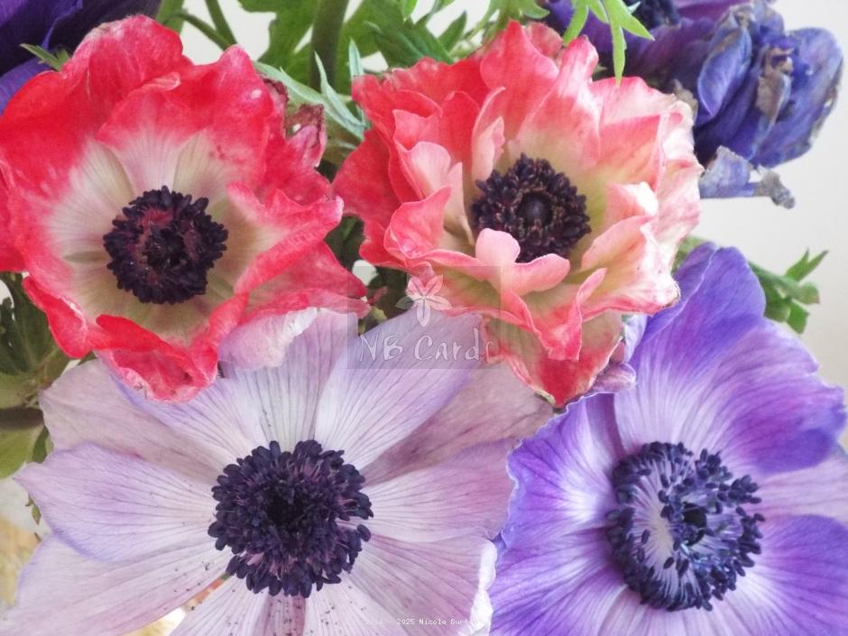 Anemone