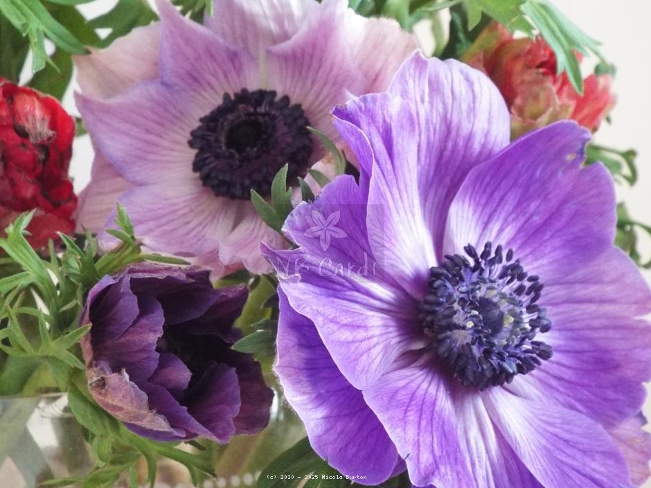 Anemone