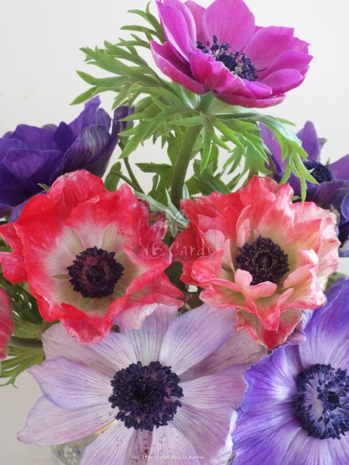 Anemone