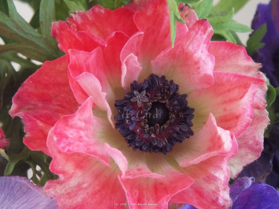 Anemone