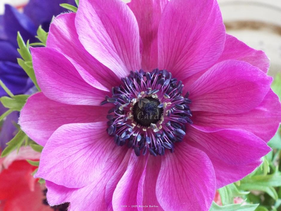 Anemone
