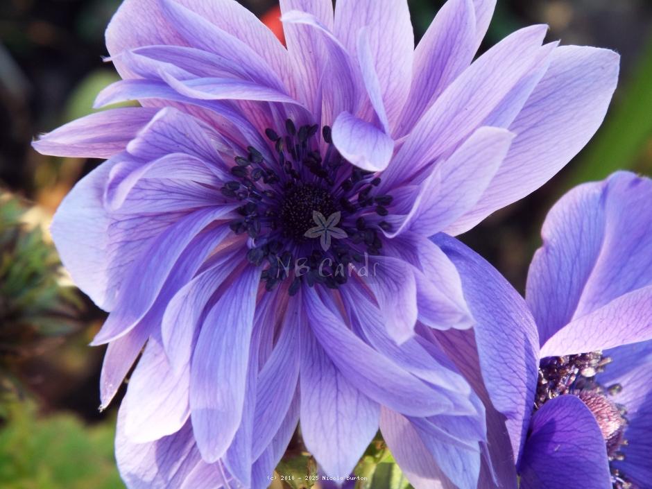 Anemone