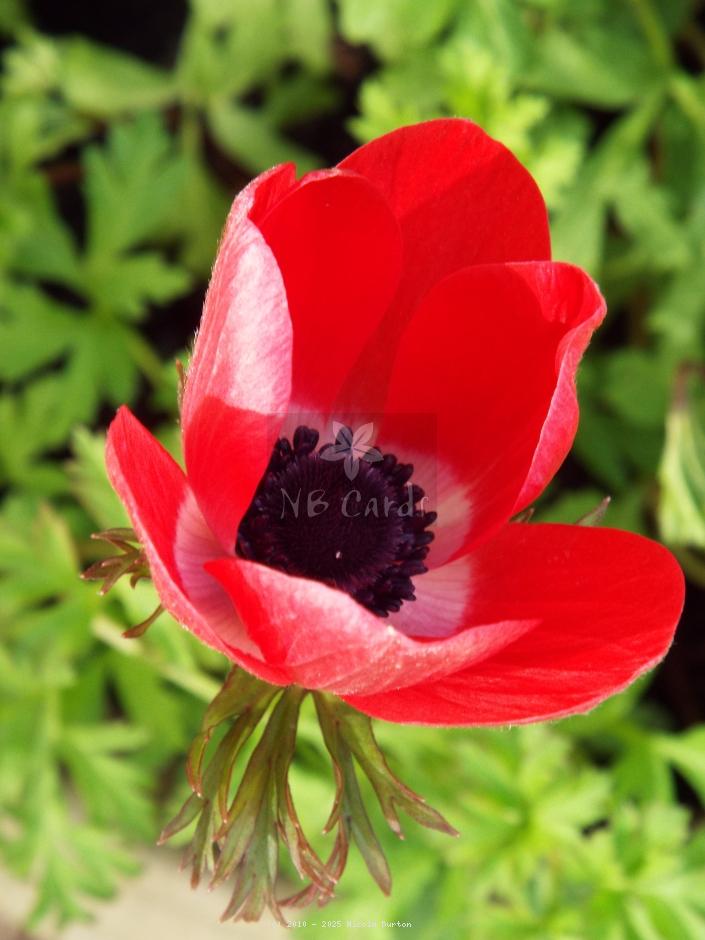 Anemone