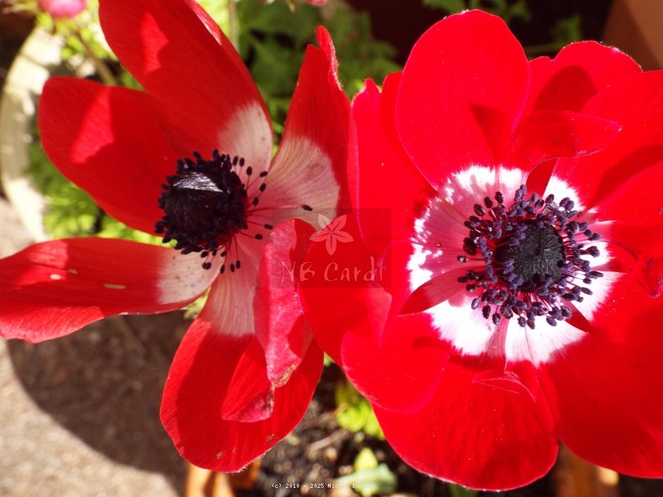 Anemone