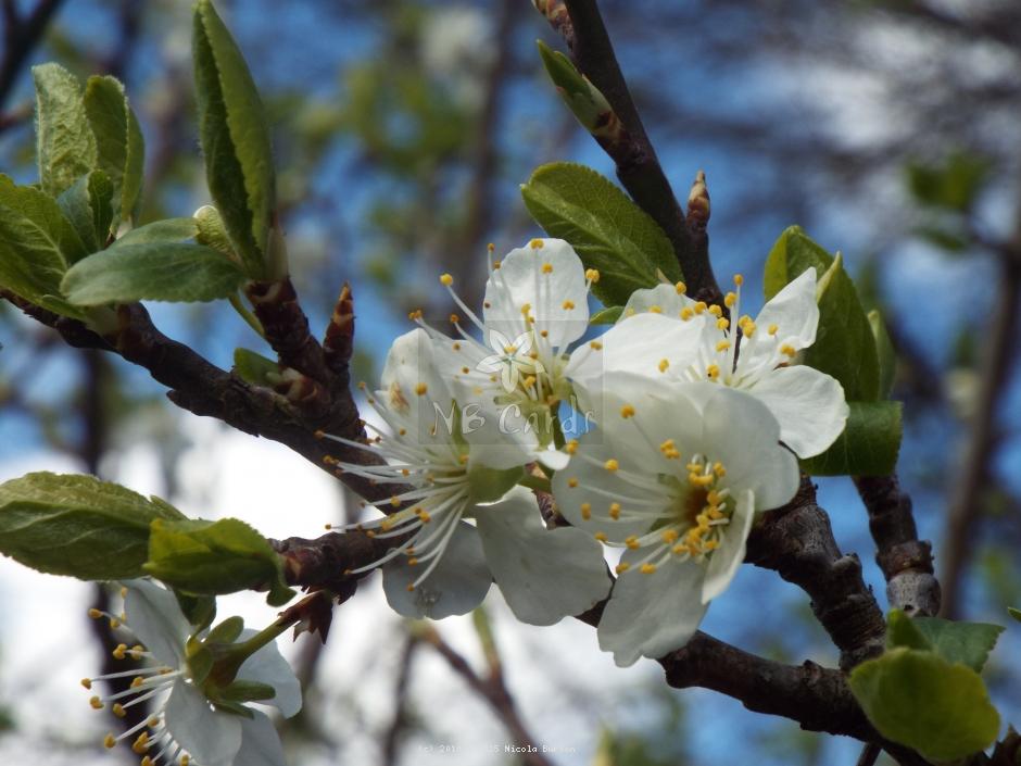 Apple tree