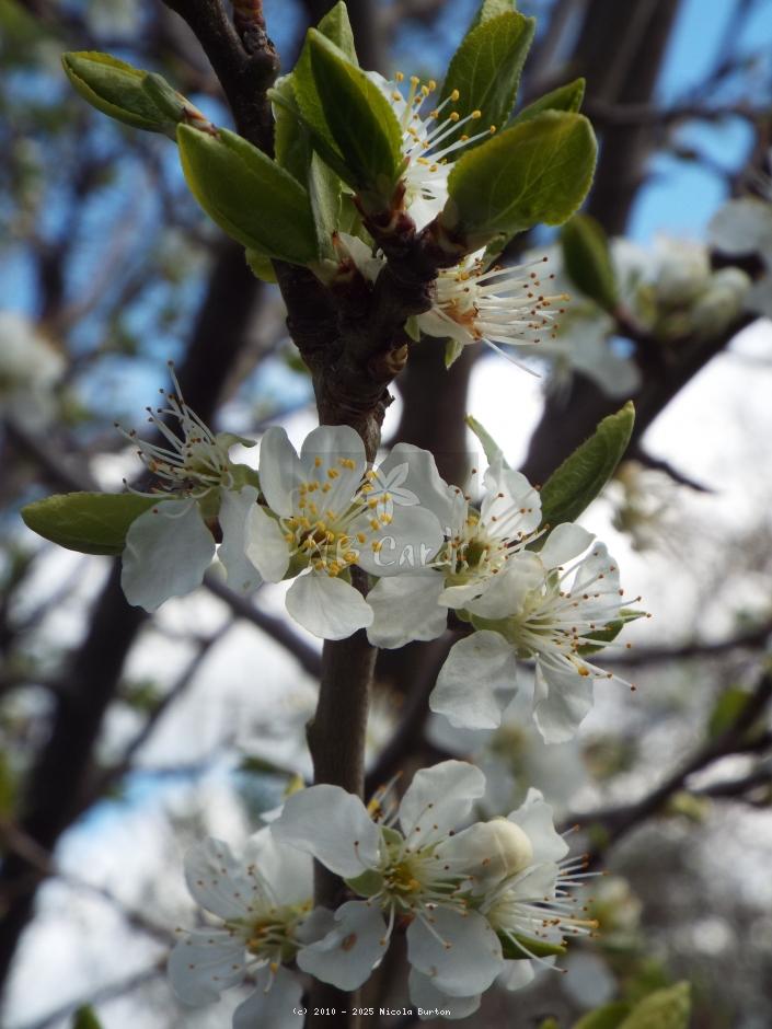Apple tree