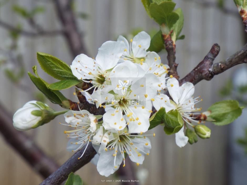 Apple tree