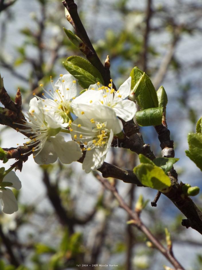 Apple tree