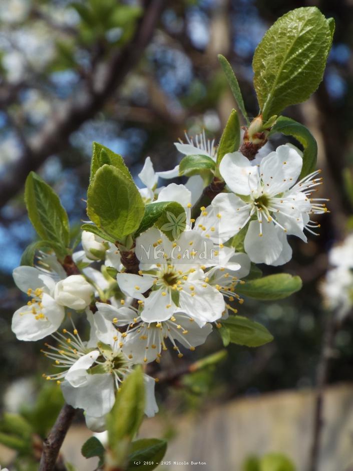 Apple tree