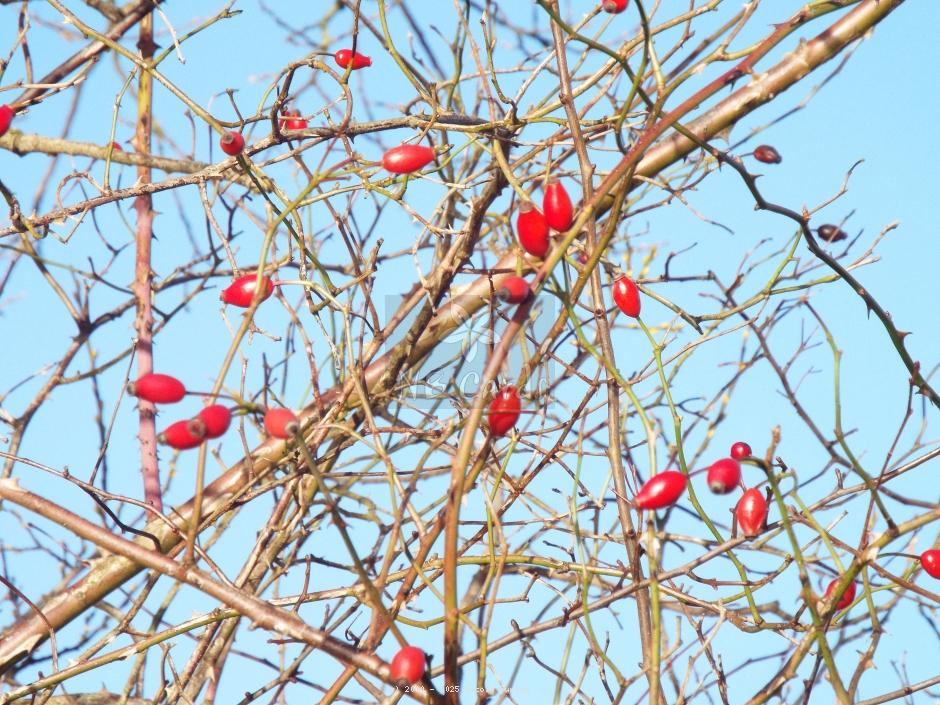 Berries
