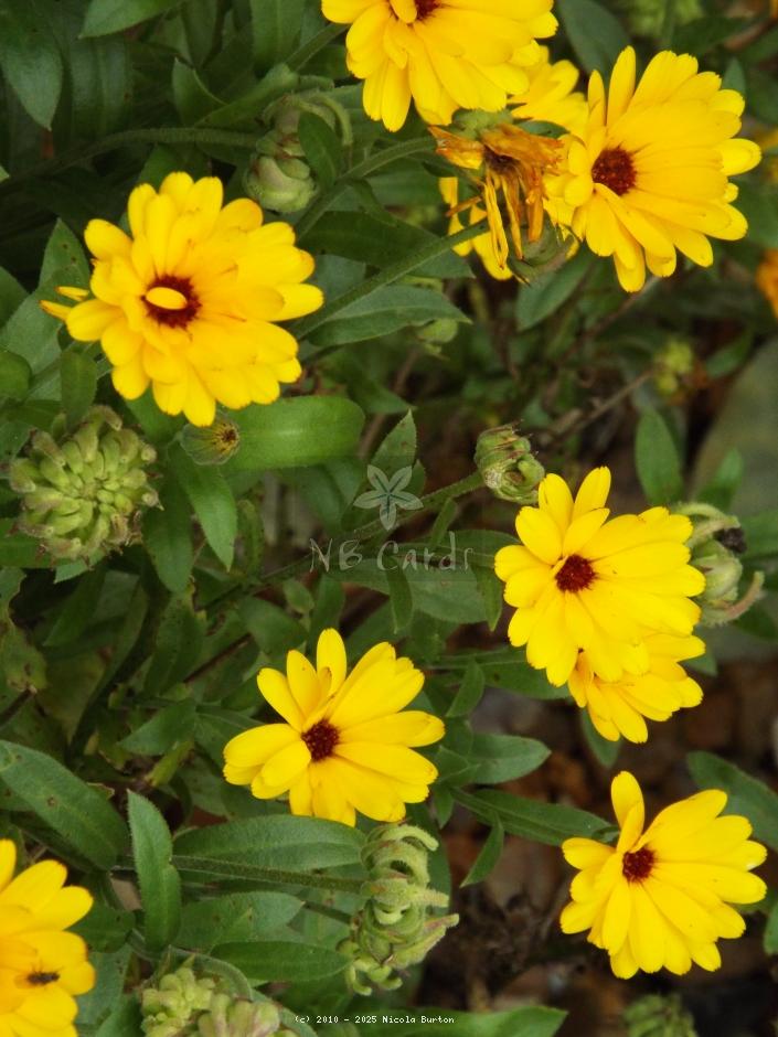 Black Eyed Susan