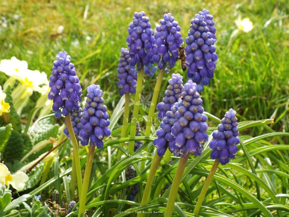 BLuebells