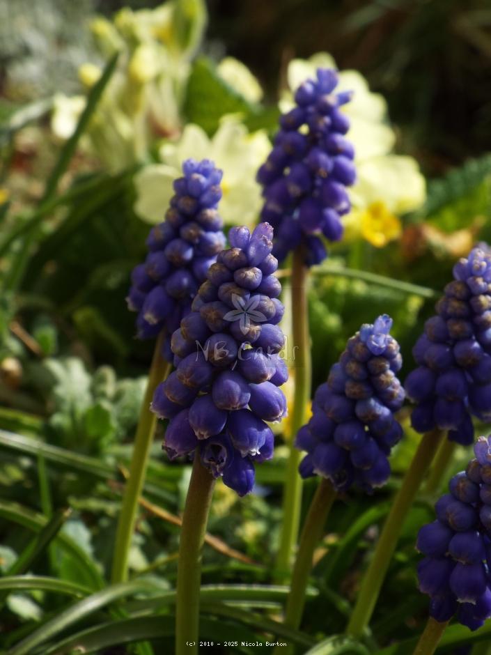Bluebells