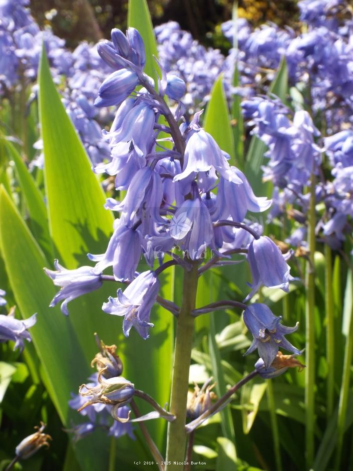 Bluebells