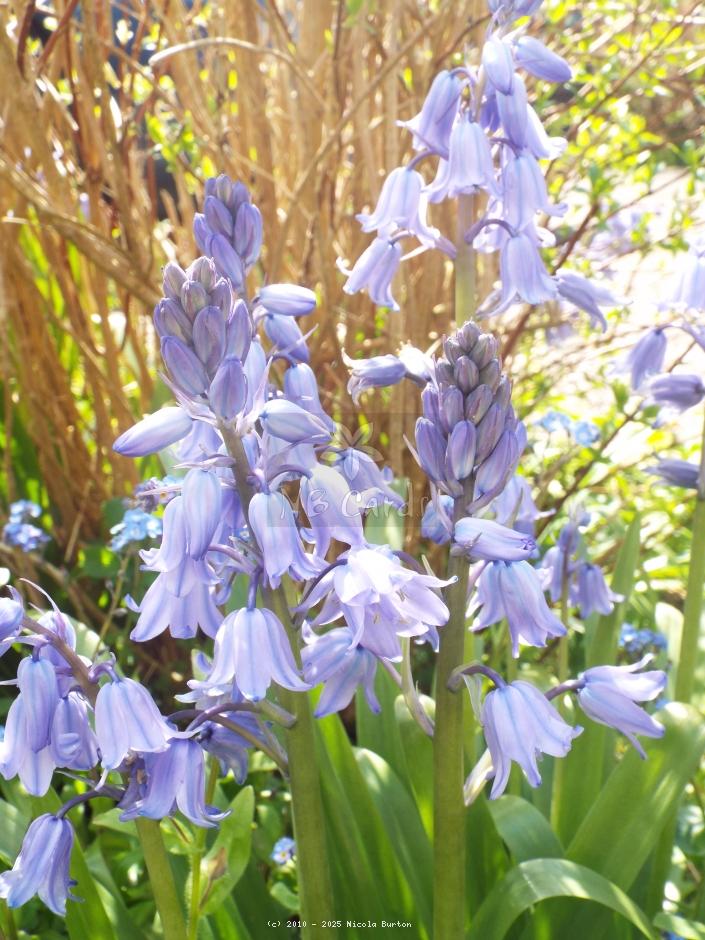 Bluebells