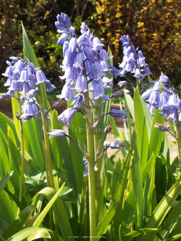 Bluebells