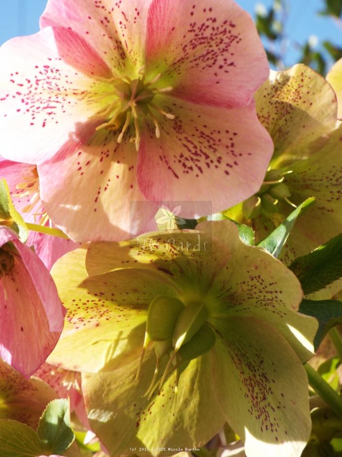 Christmas Rose