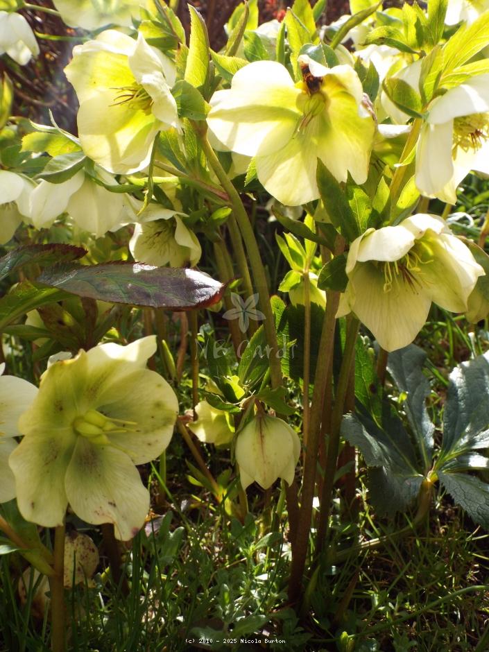 Christmas Rose