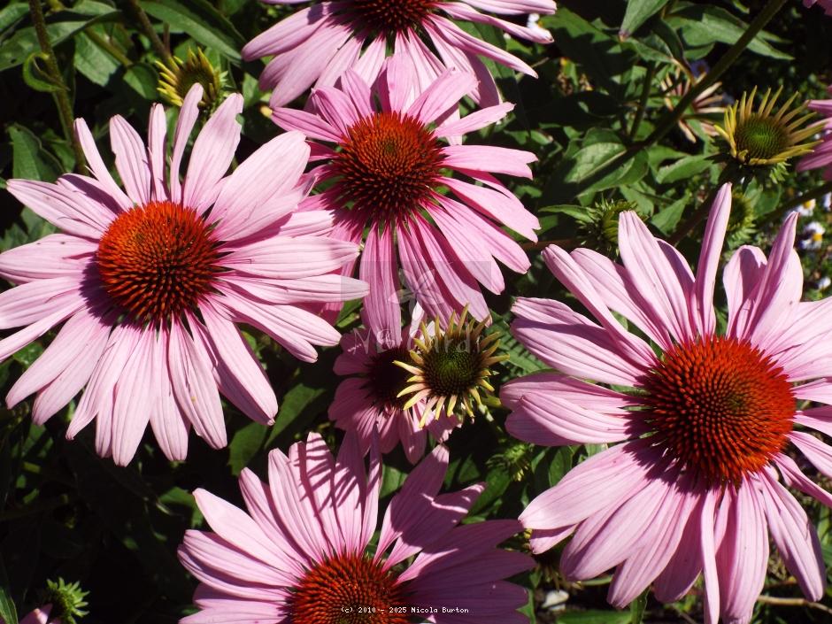 Coneflower 1