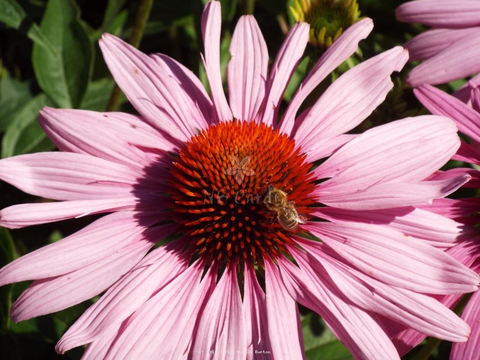 Coneflower 2
