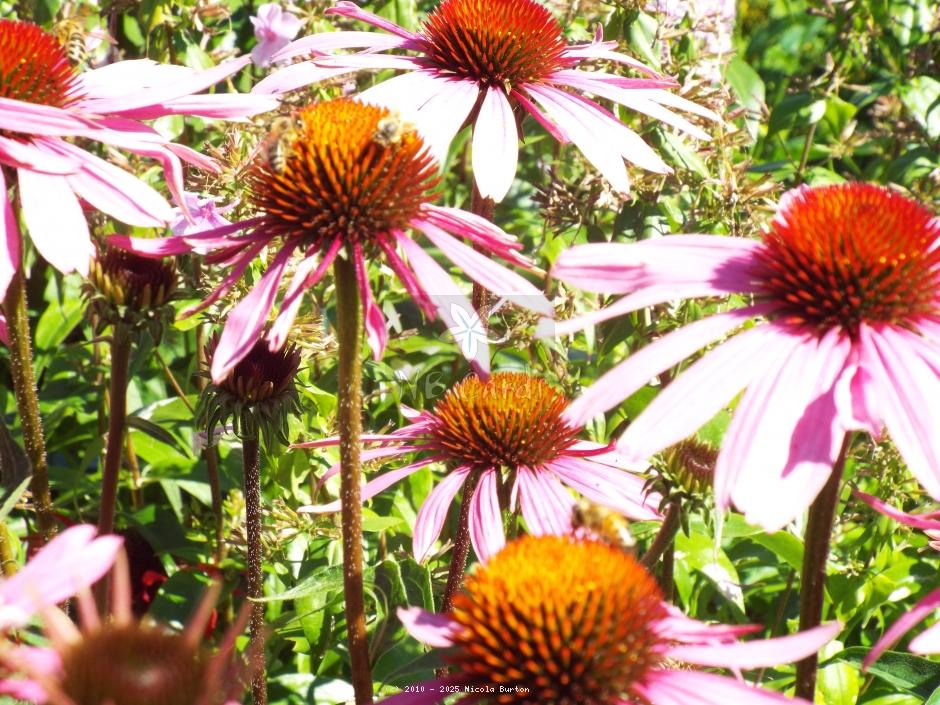 Coneflower 5
