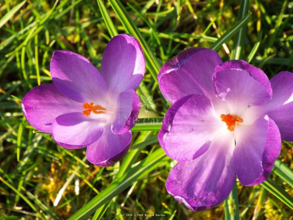 Crocus