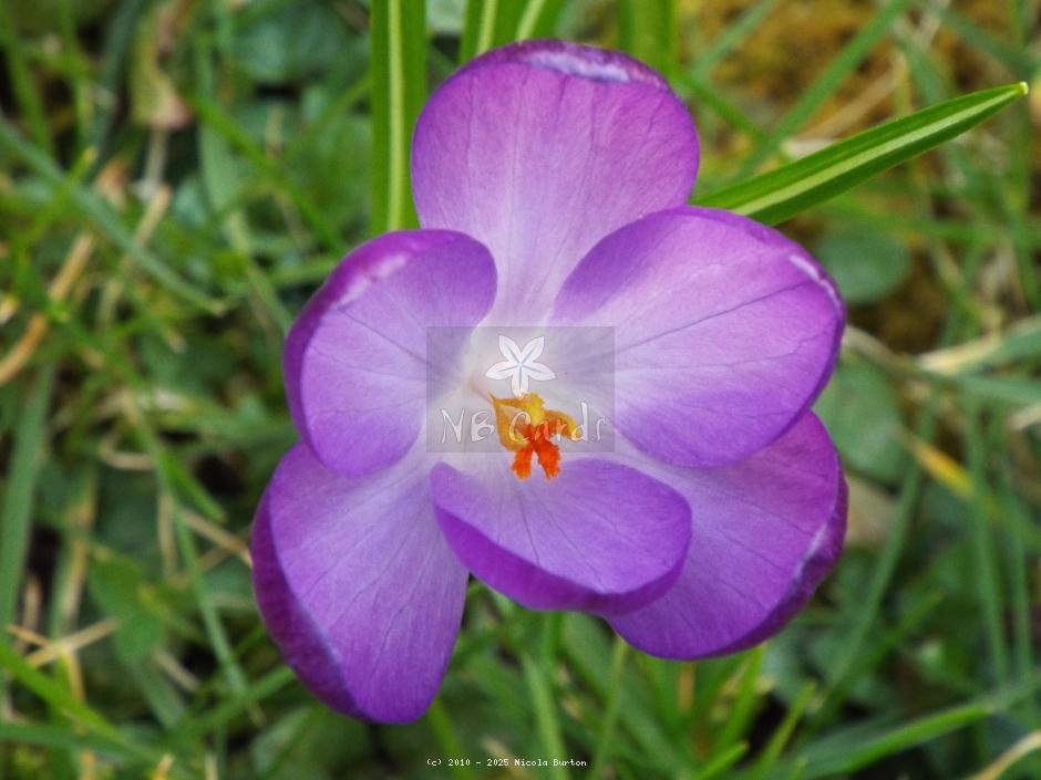 Crocus