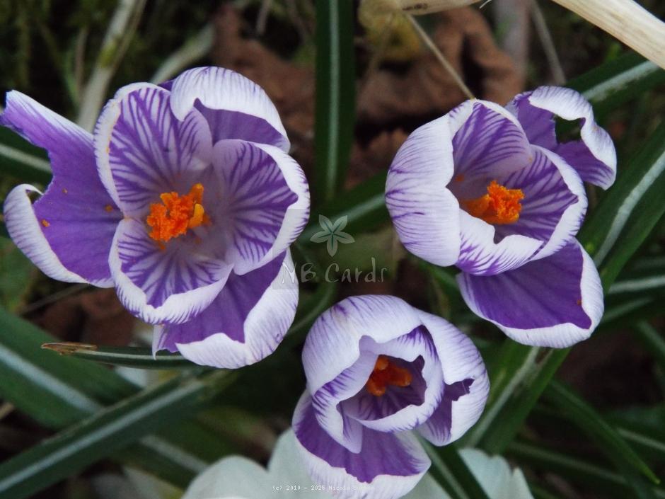 Crocus
