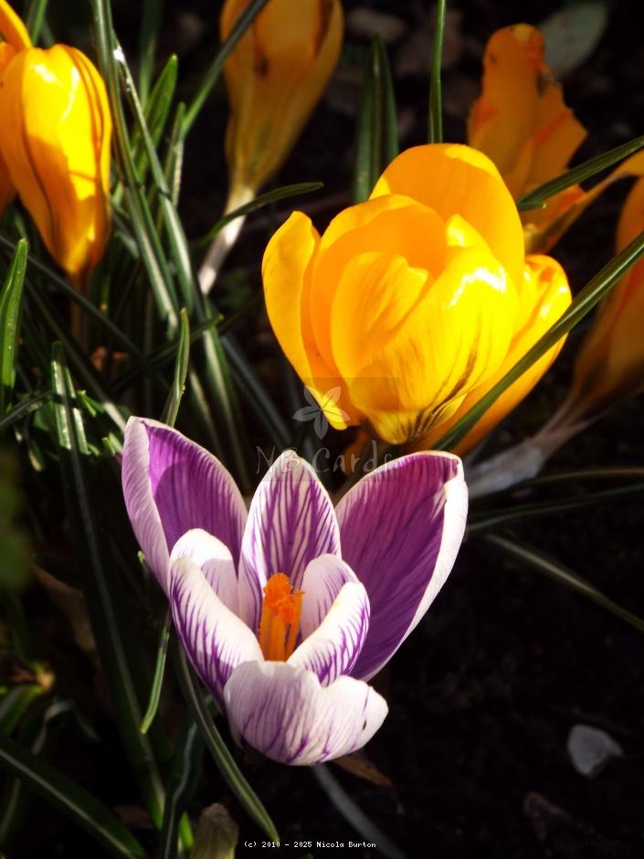 Crocus