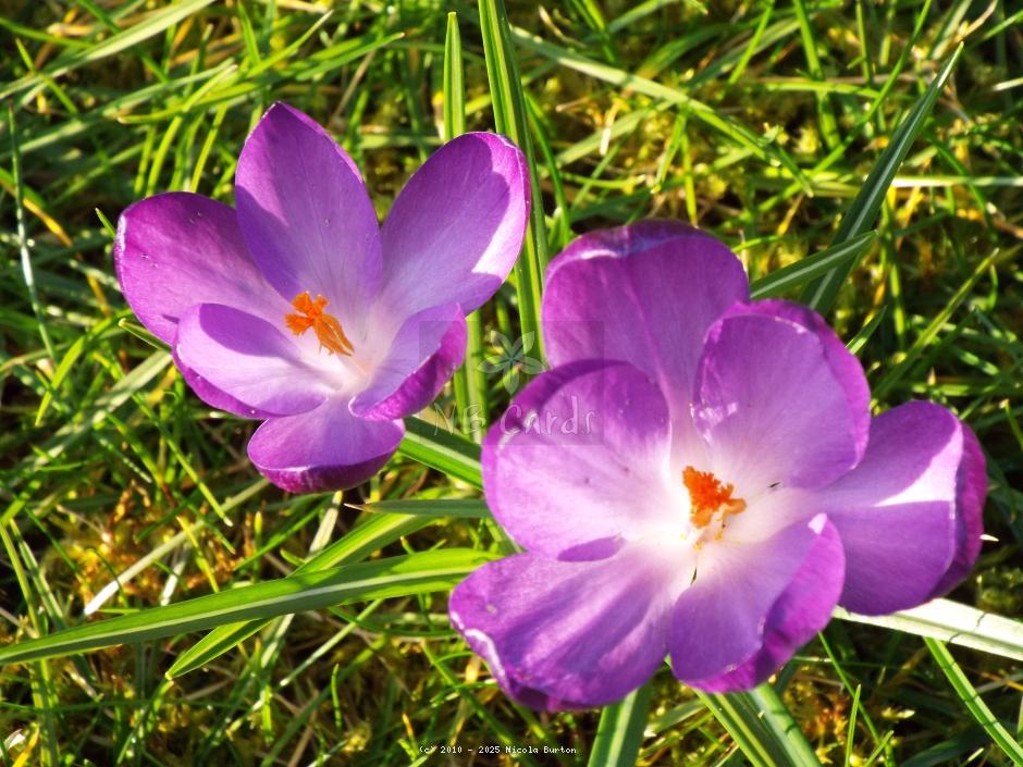 Crocus