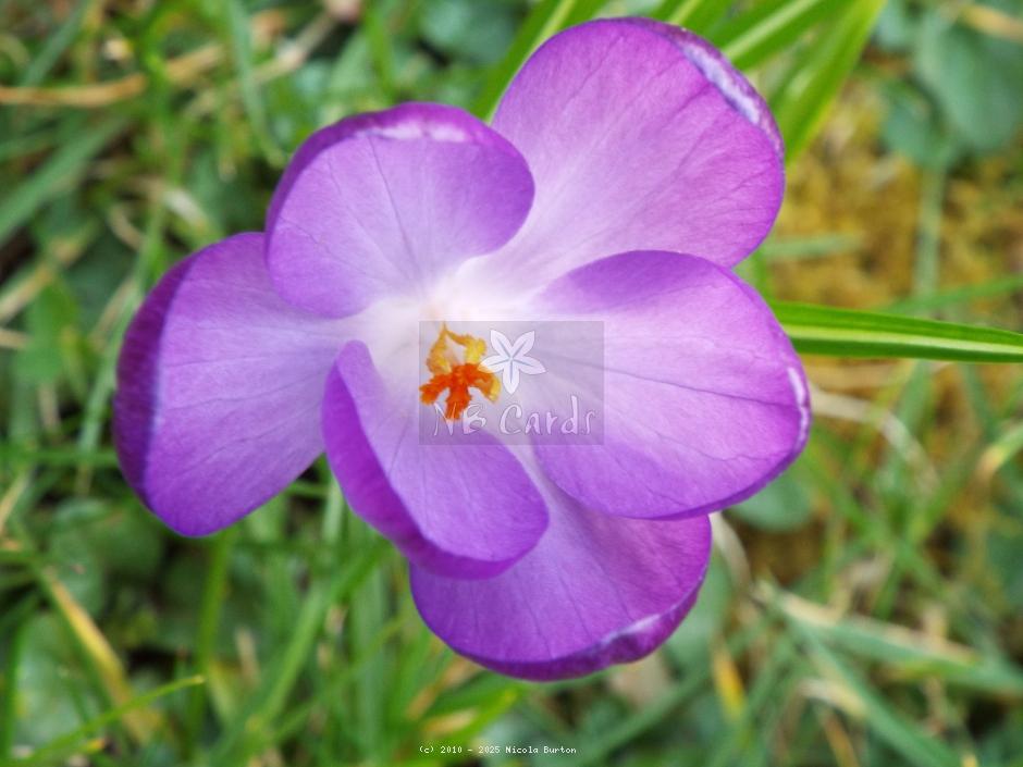 Crocus